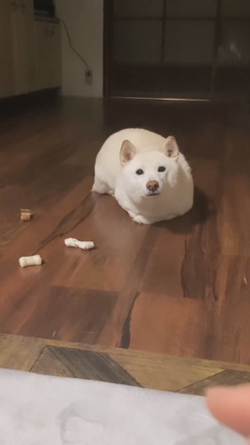 おやつを守るワンコ