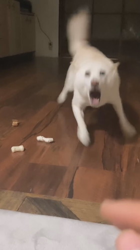 おやつを守るワンコ