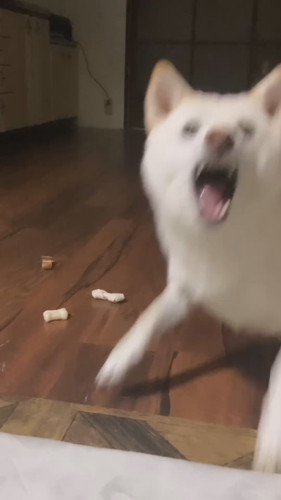 おやつを守るワンコ