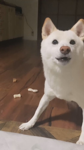 おやつを守るワンコ