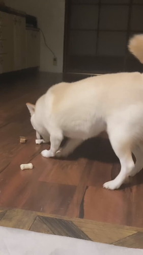 おやつを守るワンコ