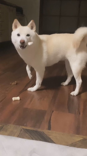 おやつを守るワンコ