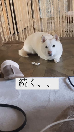 おやつを守るワンコ