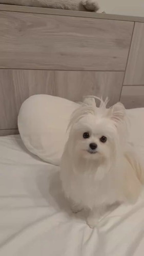 ミスをカバーするかわいーぬちゃん