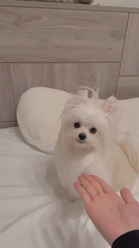 ミスをカバーするかわいーぬちゃん