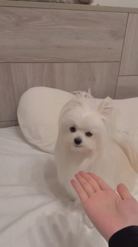 ミスをカバーするかわいーぬちゃん