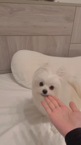 ミスをカバーするかわいーぬちゃん