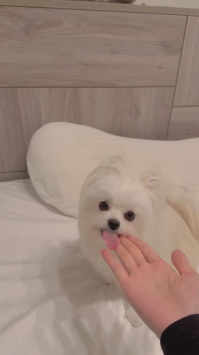 ミスをカバーするかわいーぬちゃん