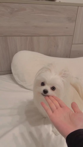 ミスをカバーするかわいーぬちゃん