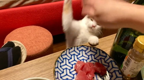 お刺身を狙う猫