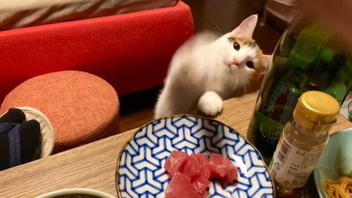 お刺身を狙う猫