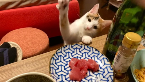 お刺身を狙う猫