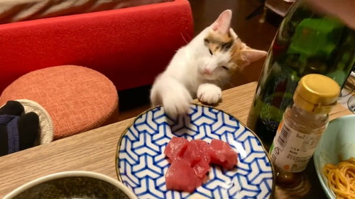 お刺身を狙う猫