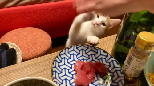 お刺身を狙う猫