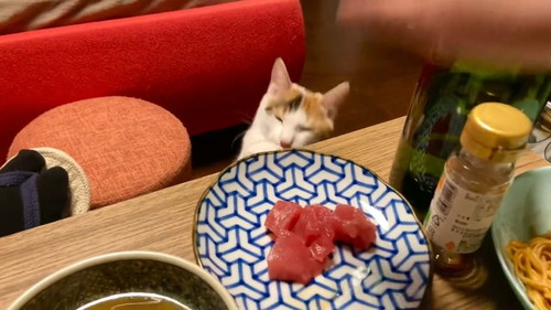 お刺身を狙う猫