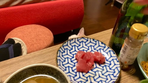 お刺身を狙う猫