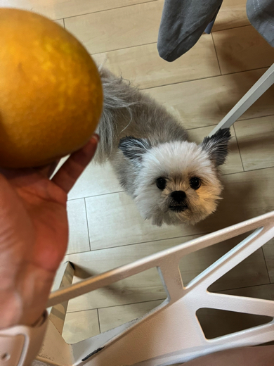 梨を見上げるワンコ