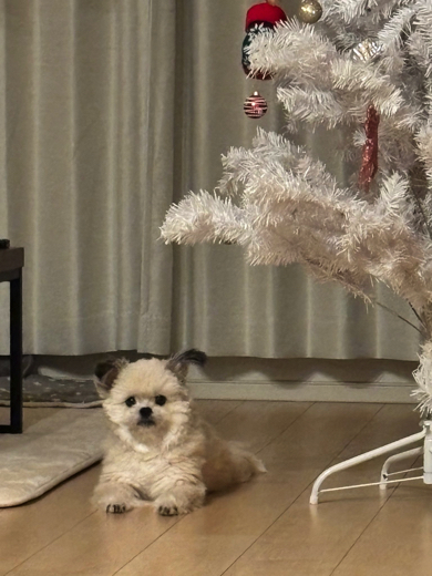 ずっと見てくるワンコ