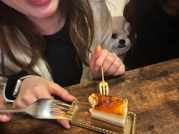 ケーキを狙うワンコ