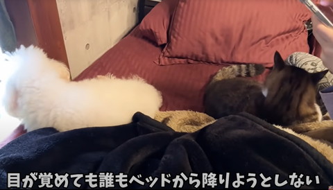 目が覚めても誰もベッドから降りようとしない