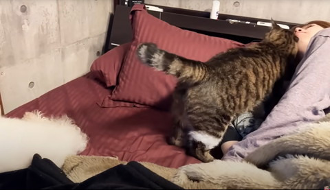 すりすりする猫