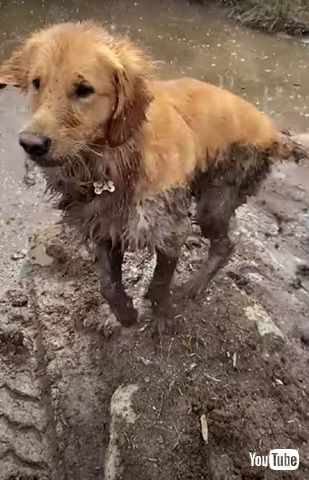 泥のお風呂を楽しむワンコ