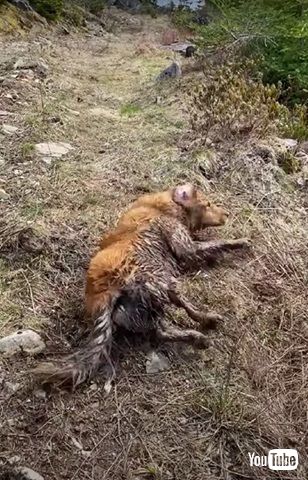 泥のお風呂を楽しむワンコ