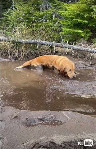 泥のお風呂を楽しむワンコ