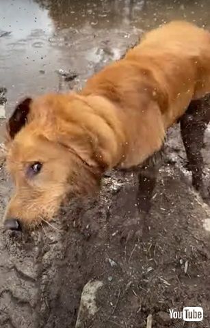 泥のお風呂を楽しむワンコ