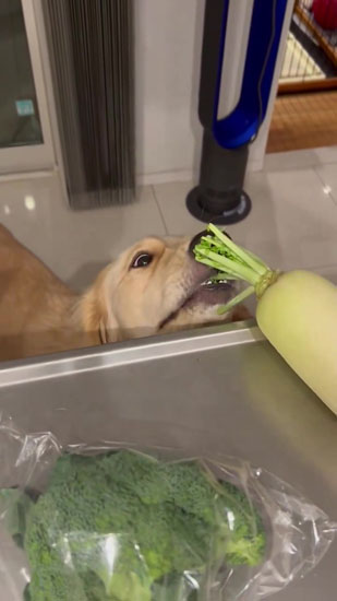 ムシャムシャし始めるそらちゃん