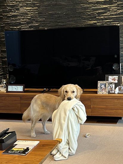 毛布を持ってくるそらちゃん