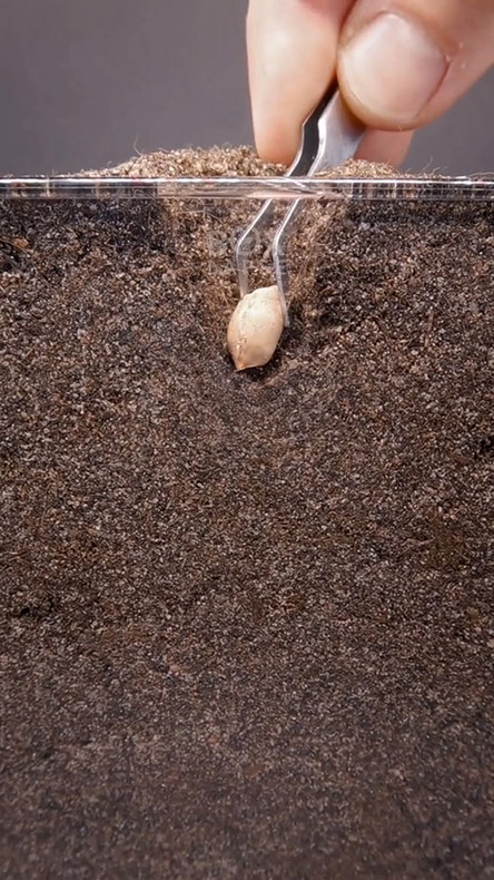 ピーナッツを植えたところ