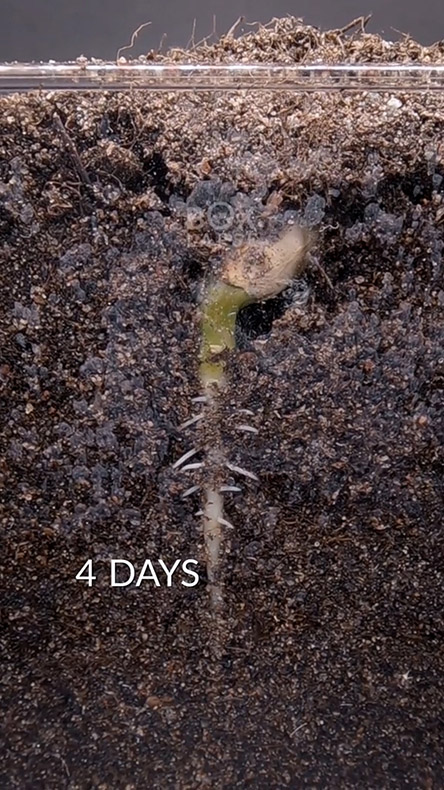 4日目のピーナッツ