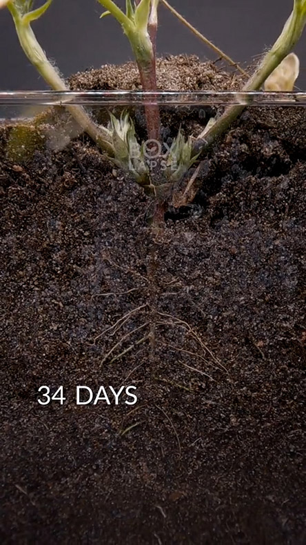 34日目のピーナッツ