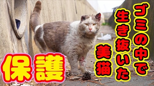 前回保護猫