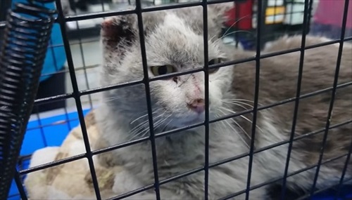 病院に行った猫