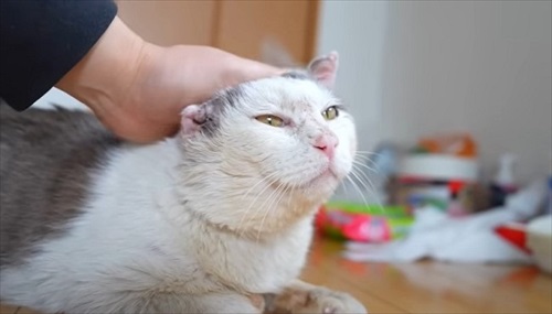 穏やかな表情の猫ぐーちゃん