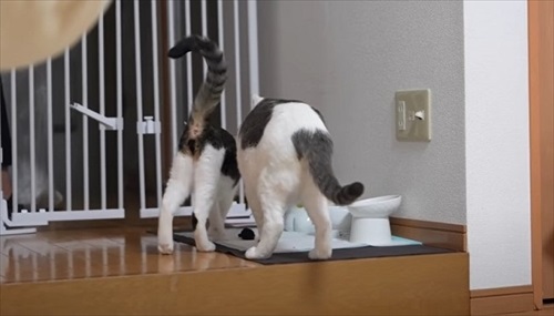 家猫になって幸せそうなぐーちゃん