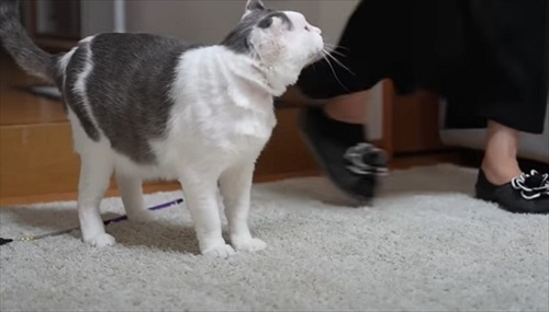 家猫になって幸せそうなぐーちゃん