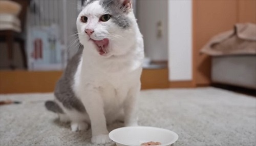 家猫になって幸せそうなぐーちゃん