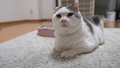 家猫になって幸せそうなぐーちゃん