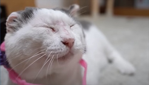 家猫になって幸せそうなぐーちゃん