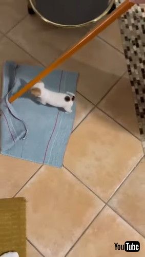 「Chihuahua Hitches A Ride || ViralHog」