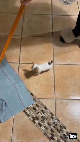 「Chihuahua Hitches A Ride || ViralHog」