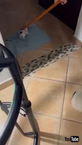 「Chihuahua Hitches A Ride || ViralHog」