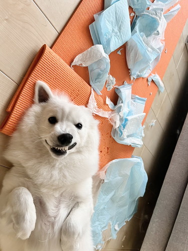 わるい顔をしているむちゃくん