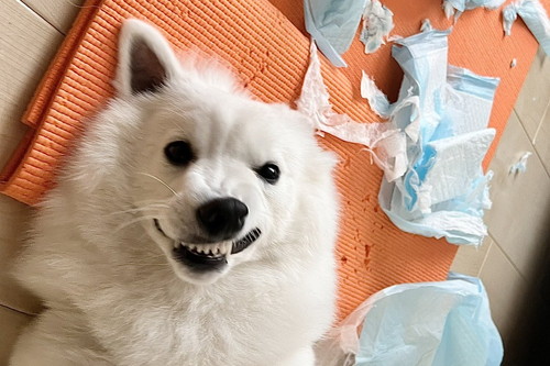 わるい顔をしているむちゃくん