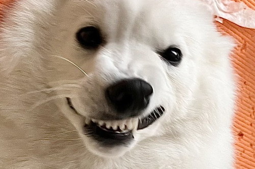 わるい顔をしているむちゃくん