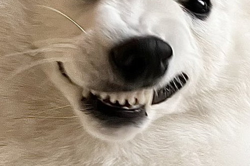 わるい顔をしているむちゃくん