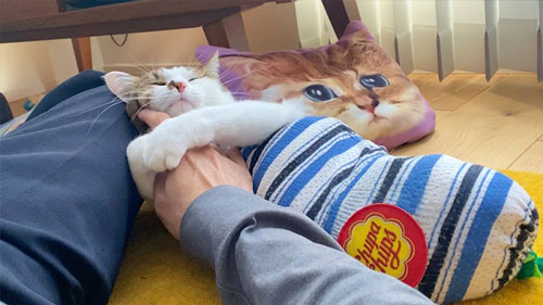 ママと久しぶりに再会した猫たち